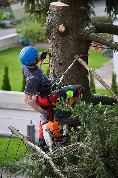 Best Tree Trimming and Pruning  in Guymon, OK